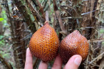 Benoa Port: Salak Agro Jeep Village Bali