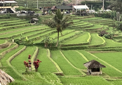 Benoa Port: Jatiluwih Tanah Lot Tour Bali