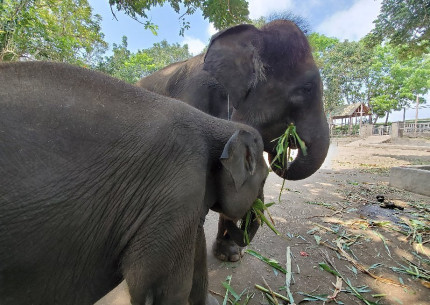 Benoa Port: Ubud Elephant Safari Ride Tour Bali