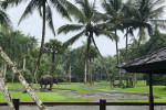 Benoa Port: Ubud Elephant Safari Ride Tour Bali