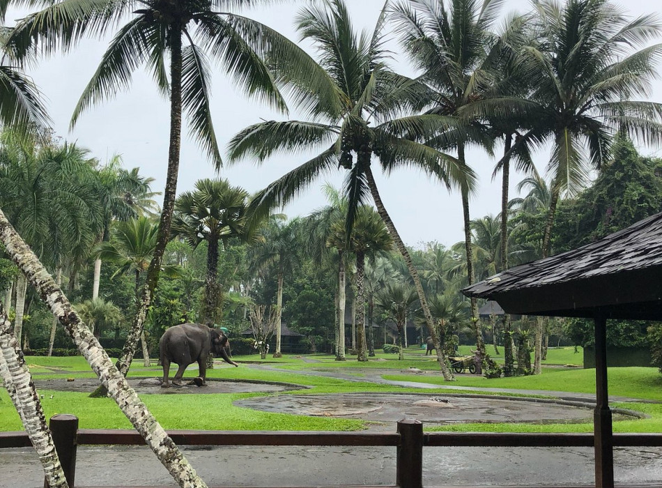 Benoa Port: Ubud Elephant Safari Ride Tour Bali