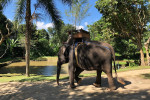 Benoa Port: Ubud Elephant Safari Ride Tour Bali