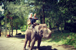 Benoa Port: Ubud Elephant Safari Ride Tour Bali