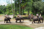 Benoa Port: Ubud Elephant Safari Ride Tour Bali