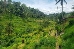 Benoa Port: Ubud Elephant Safari Ride Tour Bali
