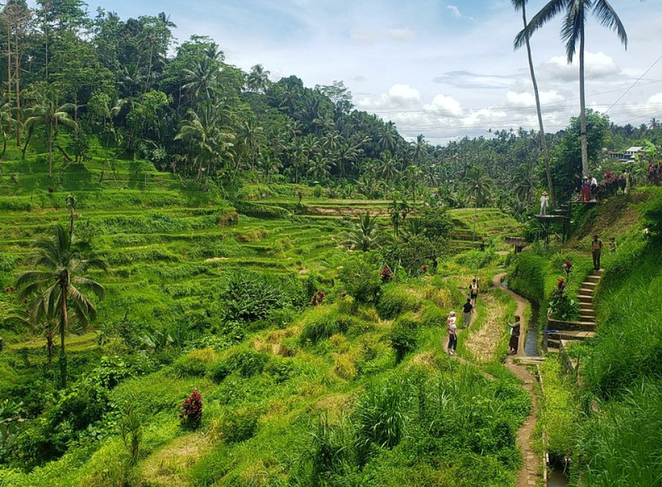 Benoa Port: Ubud Elephant Safari Ride Tour Bali