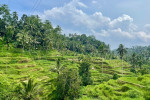Benoa Port: Ubud Village Tour Bali