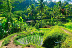 Benoa Port: Kintamani Full-day Tour Bali