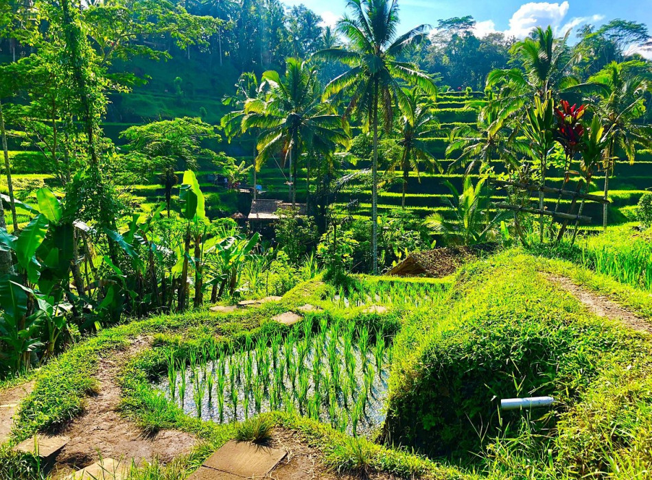 Benoa Port: Kintamani Full-day Tour Bali
