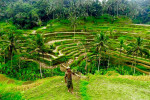 Benoa Port: Kintamani Full-day Tour Bali