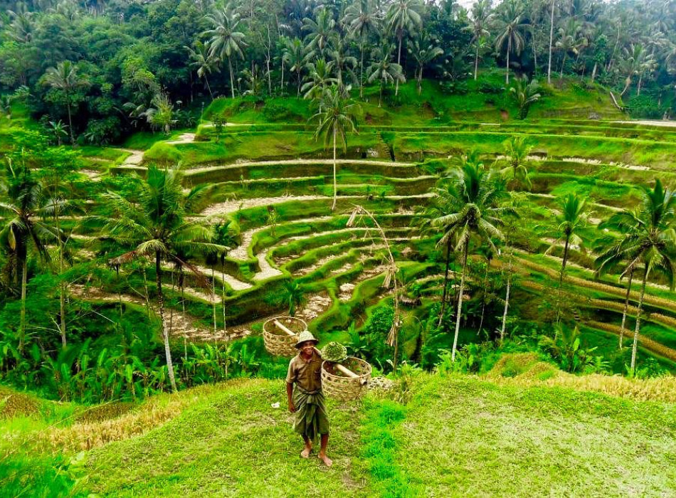 Benoa Port: Kintamani Full-day Tour Bali