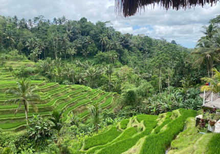 Benoa Port: Kintamani Full-day Tour Bali