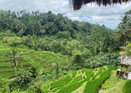 Benoa Port: Kintamani Full-day Tour Bali