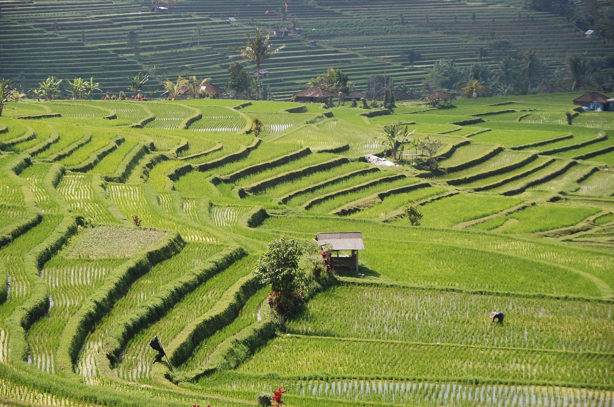 jatiluwih.jpg