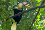 Tangkoko Nature Reserve from Seabourn Quest ( Bitung Port Manado )