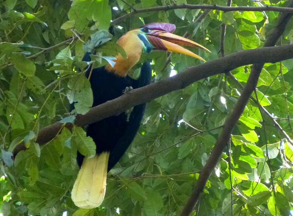 Tangkoko Nature Reserve from Seabourn Quest ( Bitung Port Manado )
