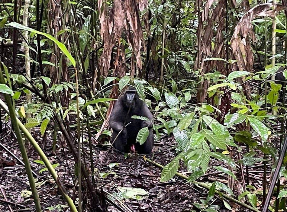 Tangkoko Nature Reserve from Seabourn Quest ( Bitung Port Manado )