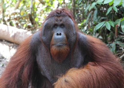 Orangutan River Cruise / Houseboat Tour to Tanjung Puting