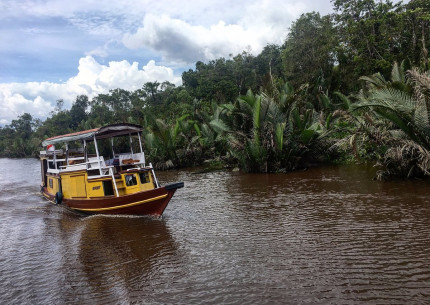 Orangutan Tanjung Puting 2D1N