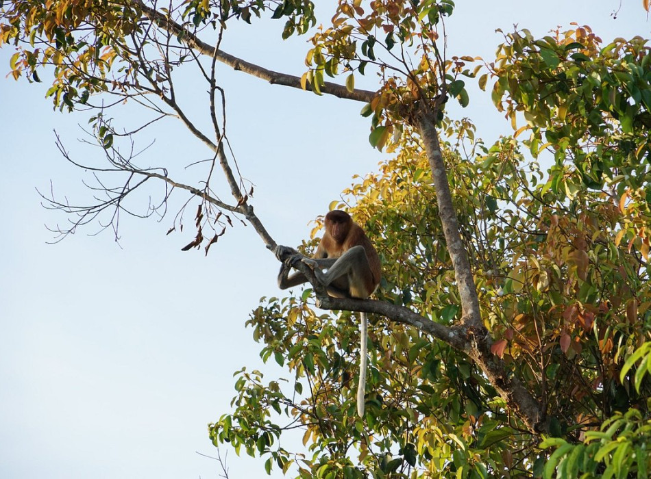 Orangutan Tanjung Puting 3D2N