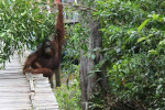 Orangutan Tanjung Puting 4D3N