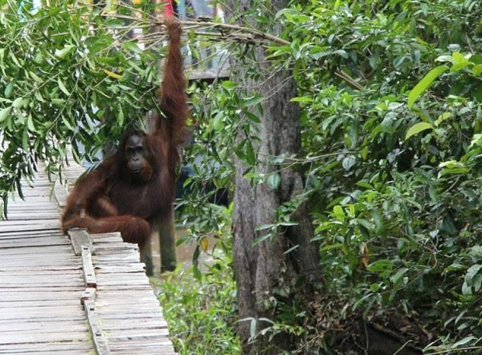Orangutan Tanjung Puting 4D3N