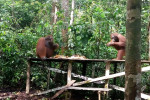 Orangutan Tanjung Puting 4D3N