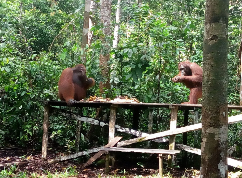 Orangutan Tanjung Puting 4D3N