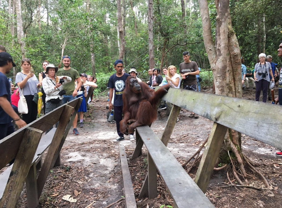 Orangutan Tanjung Puting 4D3N
