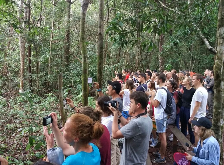 Orangutan Tanjung Puting 4D3N