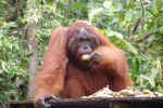 Orangutan Tanjung Puting 4D3N