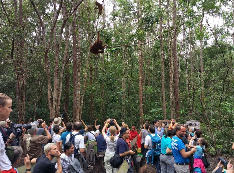 Orangutan Tanjung Puting 4D3N