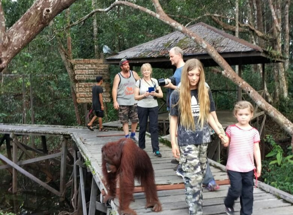 Orangutan Tanjung Puting 4D3N