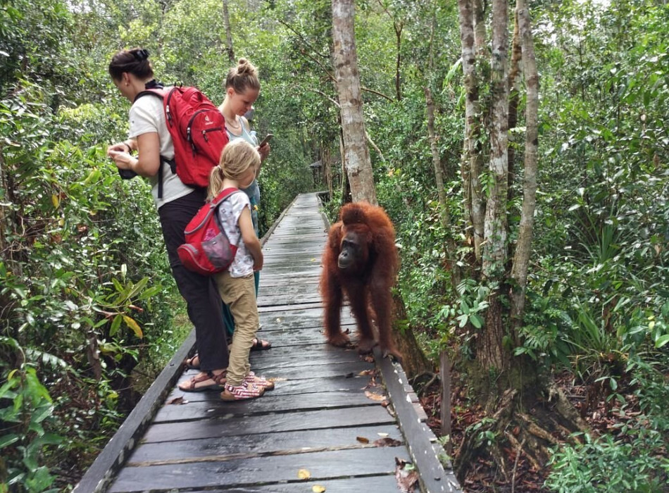 Orangutan Tanjung Puting 4D3N