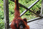 Orangutan Tanjung Puting 4D3N