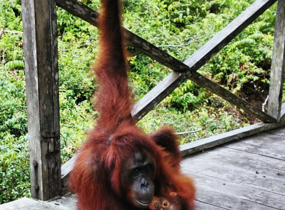 Orangutan Tanjung Puting 4D3N